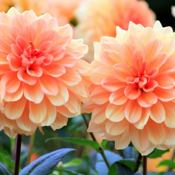 Meet your Posher, Jennifer - Picture 1 of 1